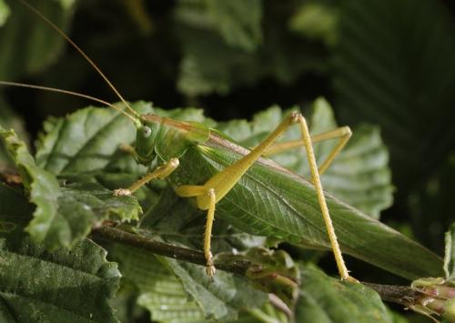 Réf. 263 626 : Tettigonia viridissima